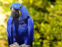 149 BIO PARC DE DOUE LA FONTAINE 4- 2016_000043